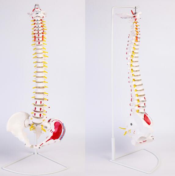 ZRJP-105A脊椎带骨盆附肌肉着色模型
