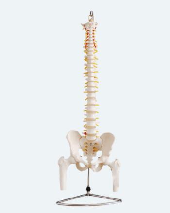 ZRLC-126A脊椎附骨盆和半腿骨附肌肉着色模型(图1)