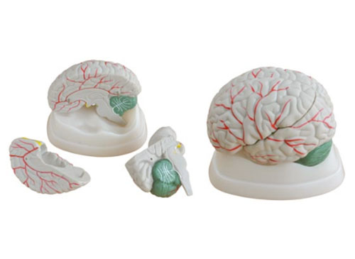 ZRJP-304A大脑模型​