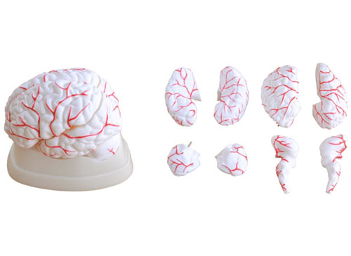 ZRJP-308脑动脉模型