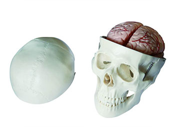 ZRJP-104E头骨带8部分脑动脉模型
