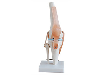 ZRJP-111膝关节模型