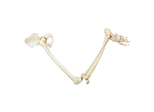 ZRJP-122B下肢骨带髋骨模型