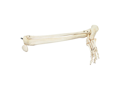 ZRJP-122A足骨、腓骨和胫骨模型
