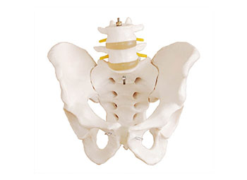 ZRJP-128骨盆带二节腰椎模型