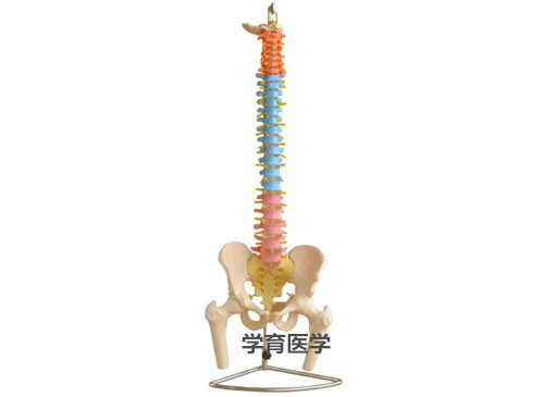 ZRJP-126C彩色脊椎附骨盆和半腿骨模型