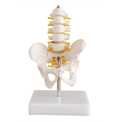 人体骨盆模型