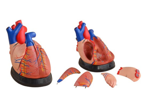 ZRJP-307D心脏解剖模型