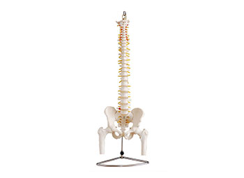 ZRJP-126脊椎附骨盆和半腿骨模型