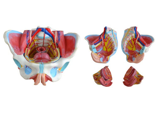 ZRJP-332D女性骨盆附生殖器与血管神经模型