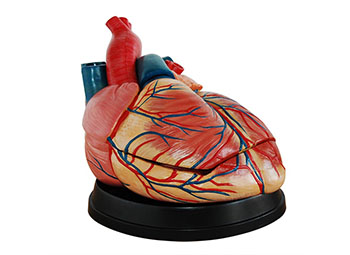 ZRJP-307C心脏解剖放大模型