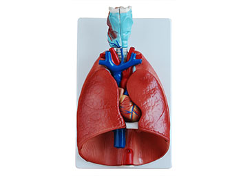 ZRJP-320喉、心、肺模型