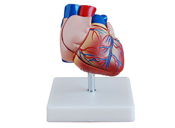 ZRJP-307B人体心脏模型