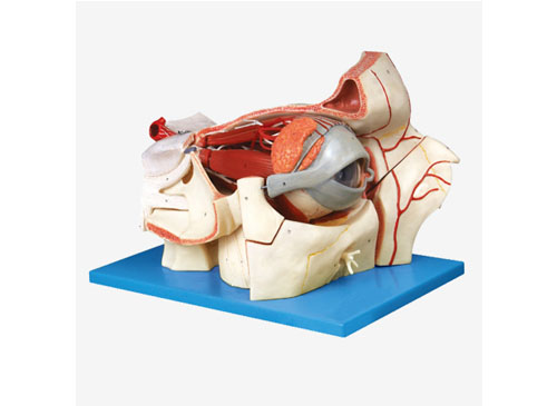 ZRJP-A17105眼球与眼眶附血管神经放大模型