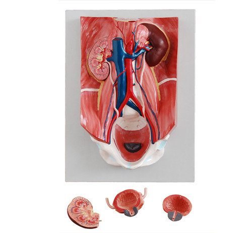 泌尿系统模型