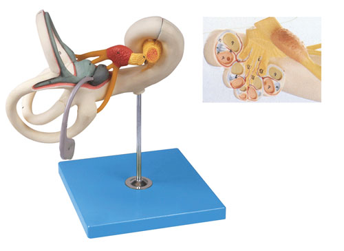 ZRJP-A17205内耳迷路放大模型